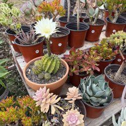 Variety Of Succulents Plants 