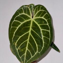 Anthurium PapixMag x Besseae Aff