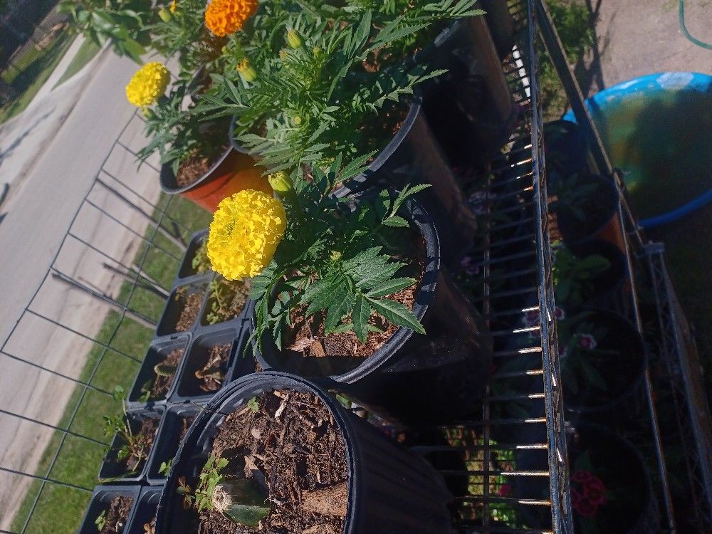 Marigolds,vincas,dianthus Flowers  1 Gallon Pots $3 Each 