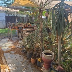 Succulents, Aloe, Cactus , Various Sizes N Shapes.