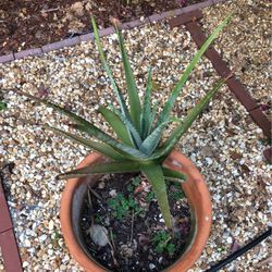 Large Potted Aloe Plant