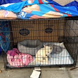 Dog Cage 