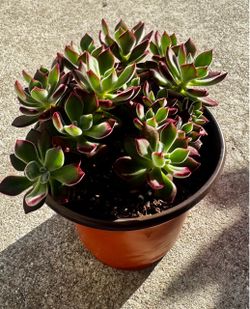 Echeveria pulvinata in 6” pot