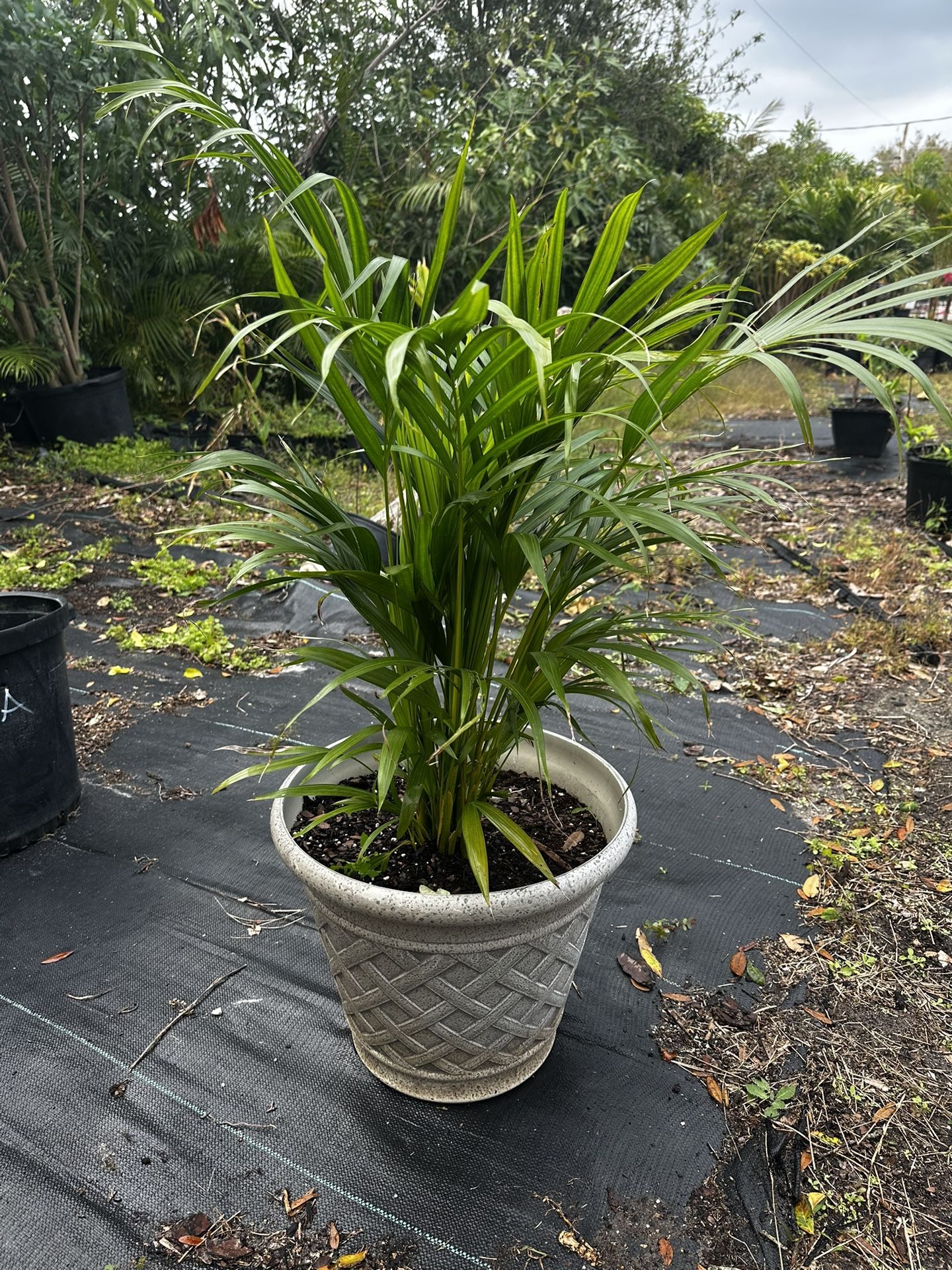 Areca Palm
