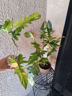 RARE Philodendron Florida B.X Mayoi Plant $48
