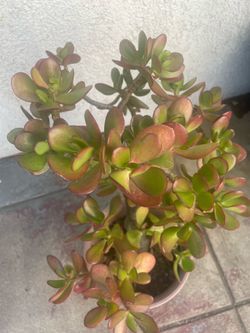 Jade Plant Bonsai