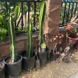 Catus Altos $20 Cada Uno