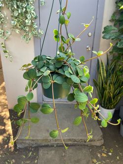 Peperomia Hope House Plant 6” Hanging Pot