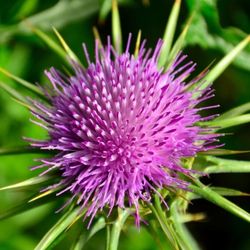 Milk Thistle (Silybum marianum) Seed Packet, Ornamental Health Herb, 100 seeds