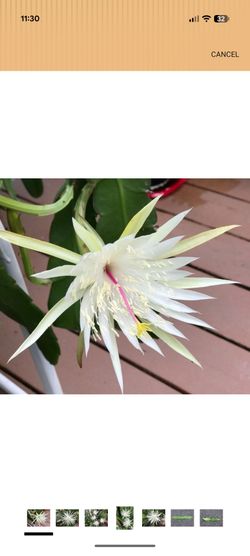 White orchid cactus cuttings