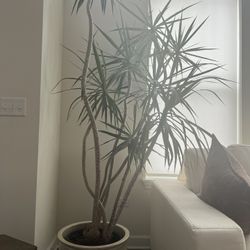 Dracaena Marginata For Sale 8ft Tall