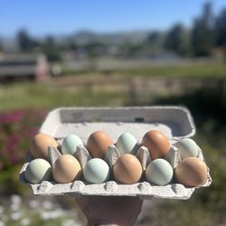 farm fresh eggs! 