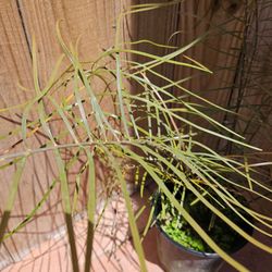 RARE LIVE PLANT 2ft Narrow-leaf Zamia Angustifolia Pygmaea Cuban Coontie Cycad