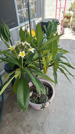 Plant