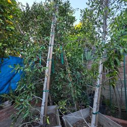 4 Ficus Nitidia trees