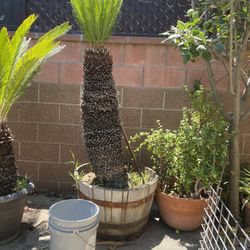 Sago 80” Tall