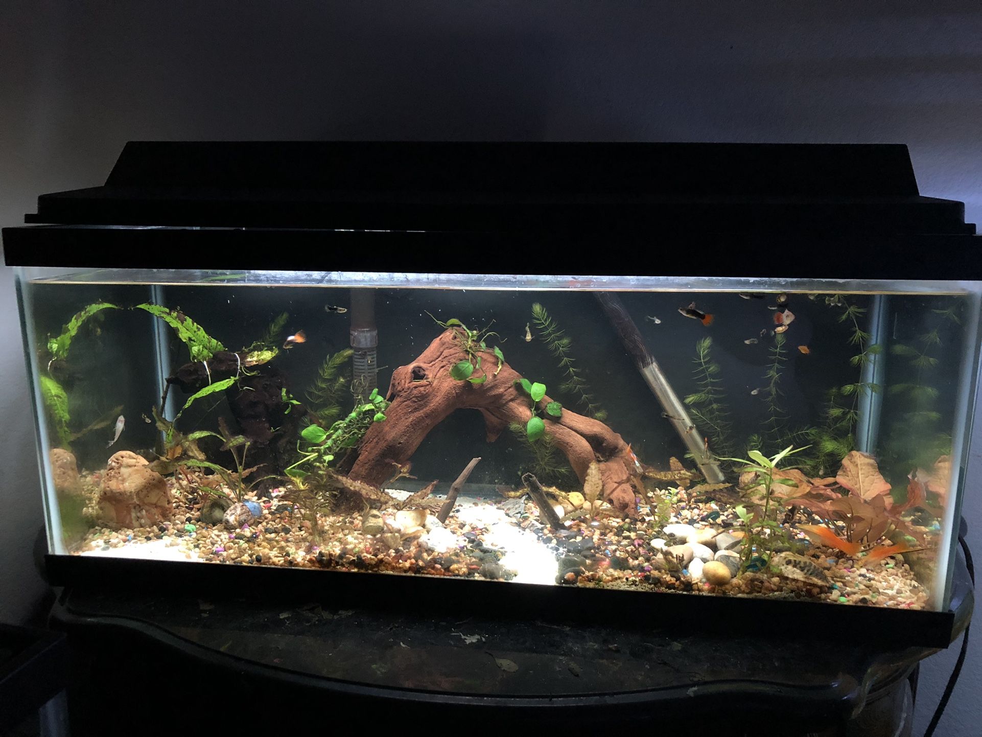 Custom Aquascapes! Custom Aquariums! Read Description Message For More