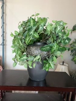 Ceramic pot w/ Ivy