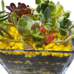 6 Inch Glass Square Filled With Succulents And Yellow Rocks