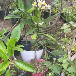 Yellow Jumbo Flower Plumeria