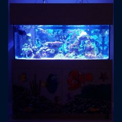 Salt Water Fish Tank