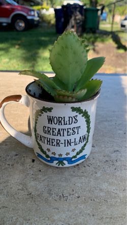 Mother of millions succulent plant