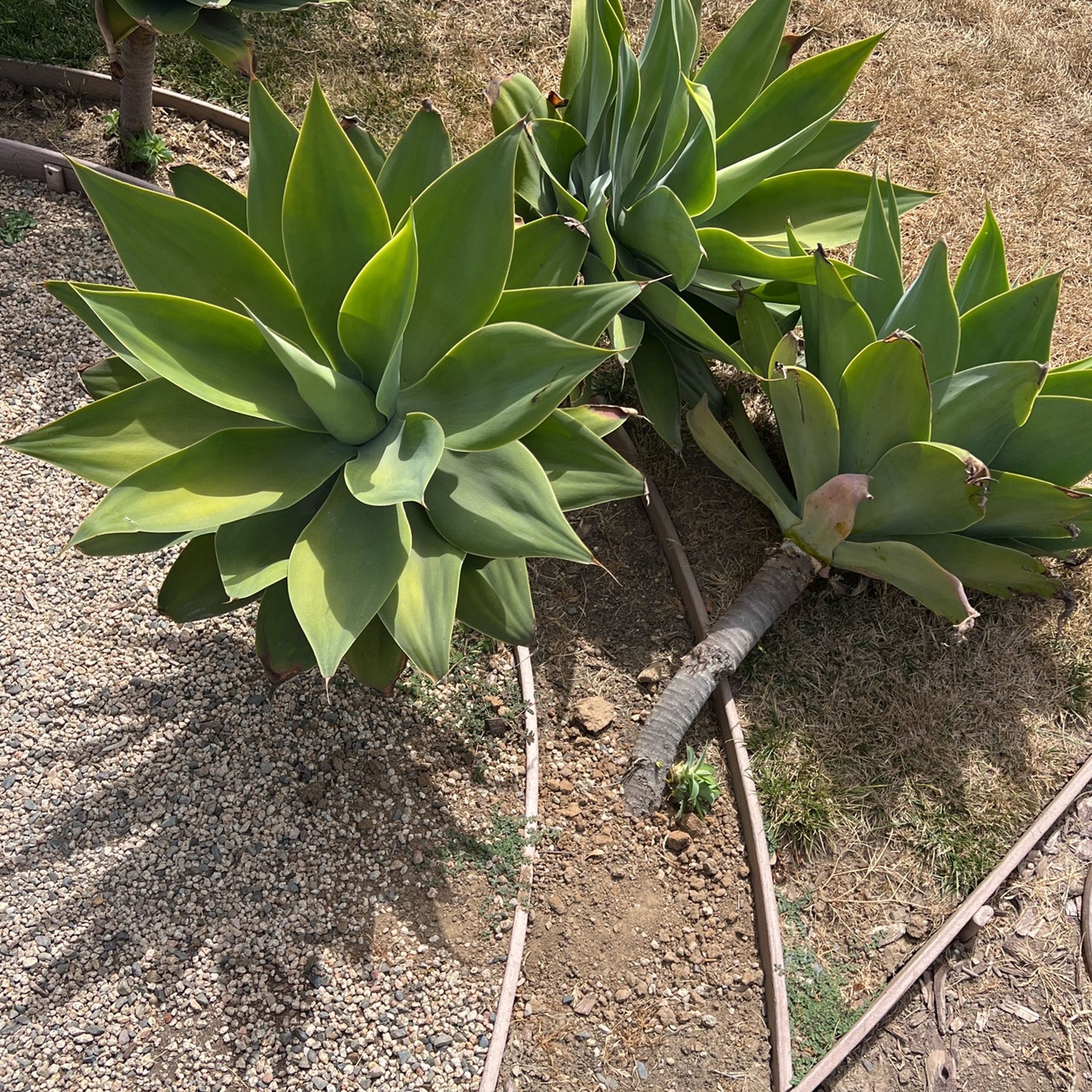 Agave Plants