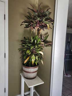 Planta De Venta