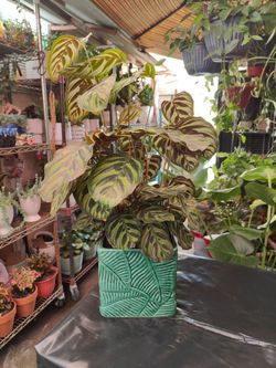 Calathea Prayer Plant