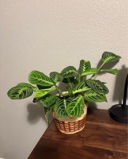 LIVE Maranta Prayer Plant in Wicker Basket