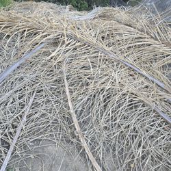 Palm Branches 