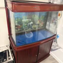 Fish Tank 