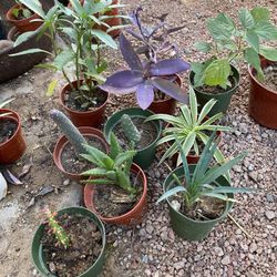 Cactus, Succulents, Plants