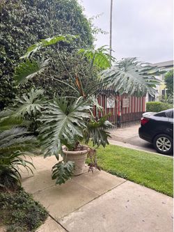 Large Potted Palm FREE
