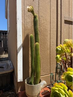 Golden torch cacti plant