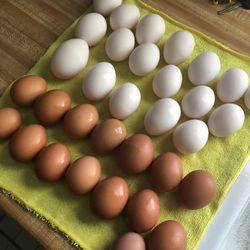 Organic Eggs. / Huevos De Granja 