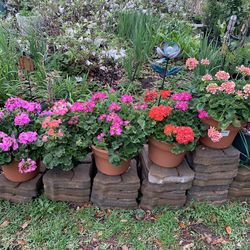 Big Geranium plants