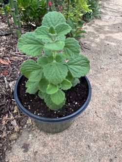 Vicks Plant (Plectranthus tomentosa)