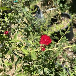Rosal Enredaadera