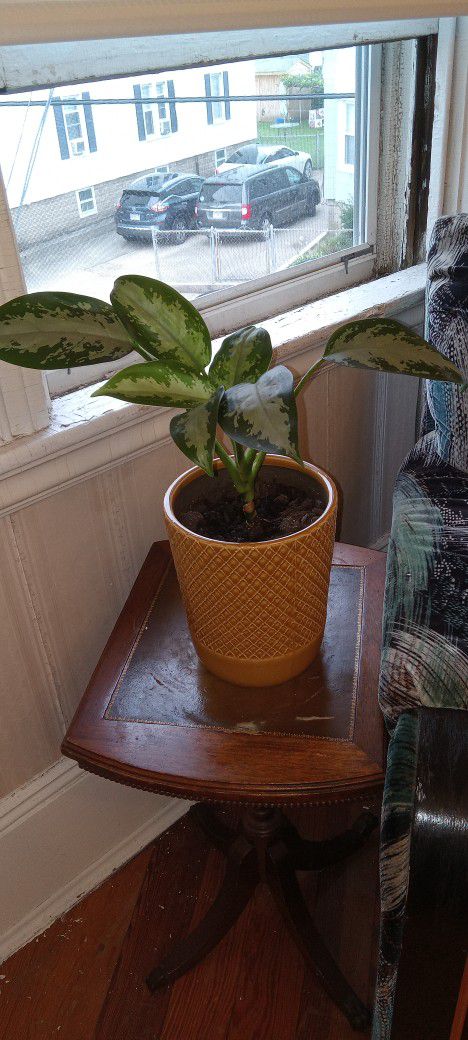 House Plant With Ceramic Pot