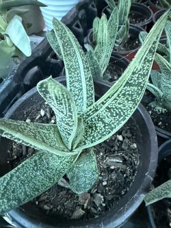 Plants for Sale!(Gasteria-Little Warty)