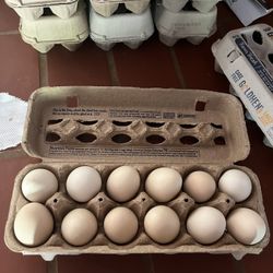 Organic Fresh Chicken Eggs 