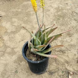 Aloe Vera / Sábila