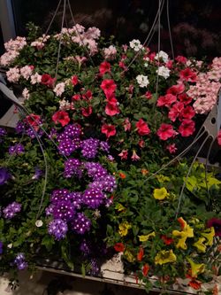 Beautiful Decorative Hanging Plants