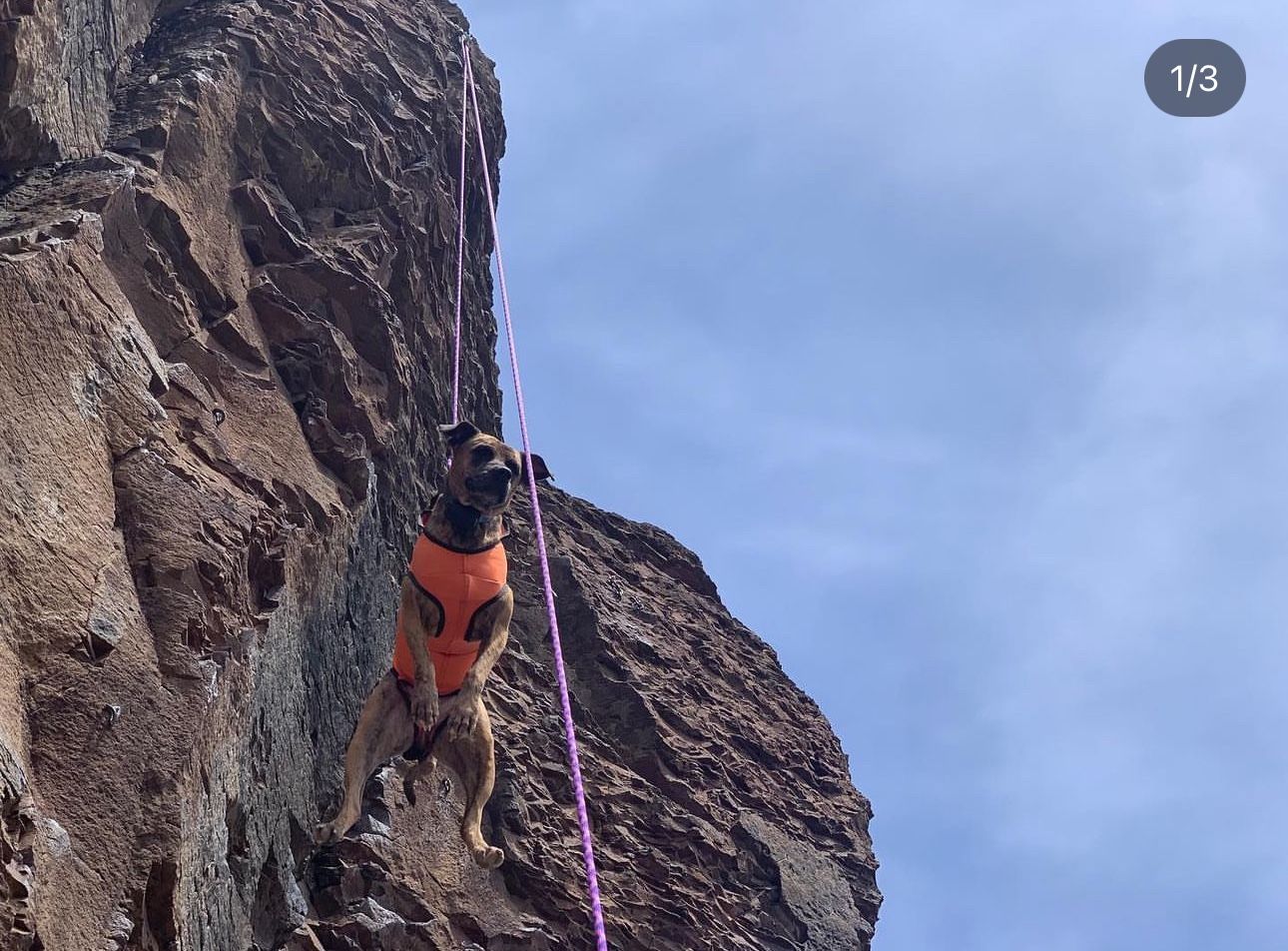 Singing Rain Large Dog Rescue Climbing Harness