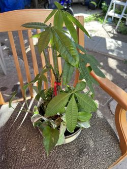 Plant For Sale 