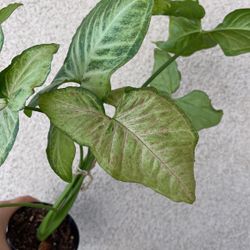 Beautiful Pink Confetti Syngonium Plant