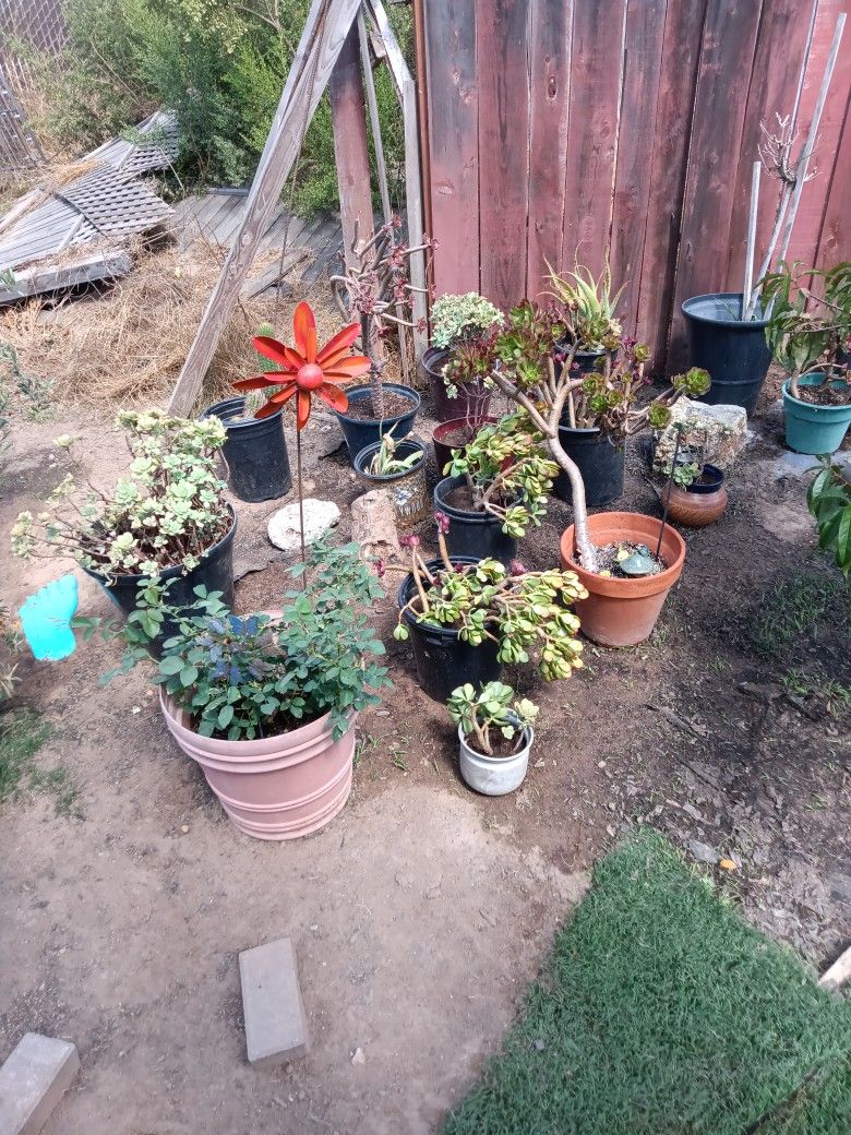 Succulents All Kinds