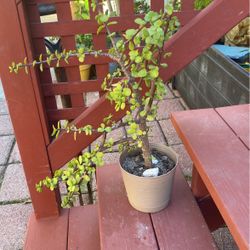 Succulent Plant In Pot