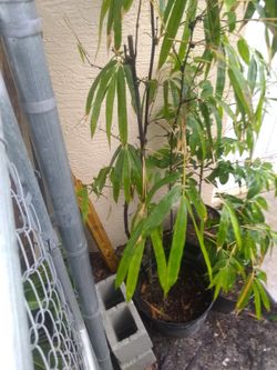Black bamboo